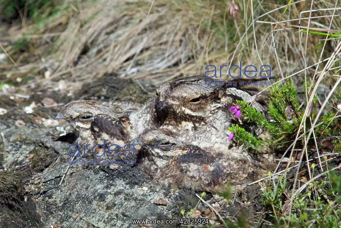 : Nightjar - with young : Nightjar - with young