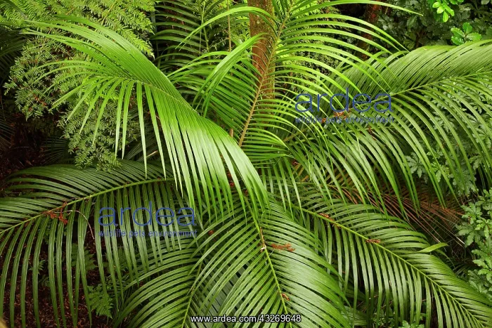  : Nikau Palm ( Rhopalostylis sapida ), A.H