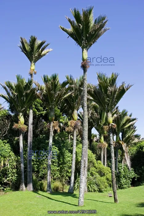 : Nikau palms : Nikau palms