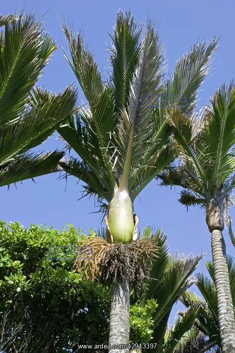 : Nikau palms : Nikau palms