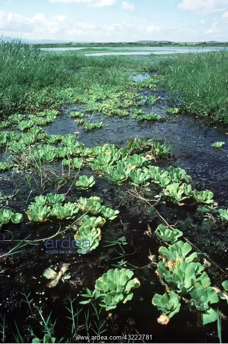 : Nile Cabbage / Water Lettuce : Nile Cabbage / Water Lettuce