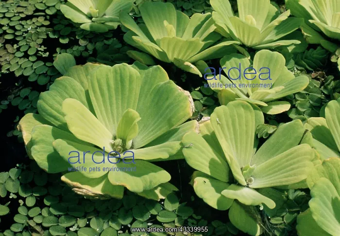 : NILE CABBAGE / Water Lettuce : NILE CABBAGE / Water Lettuce