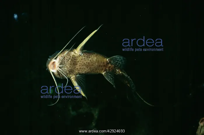  : Nile Catfish