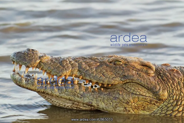 : Nile Crocodile : Nile Crocodile