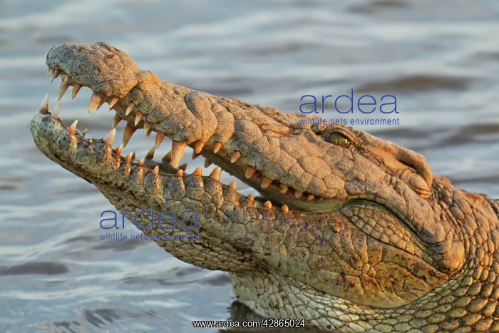 : Nile Crocodile : Nile Crocodile
