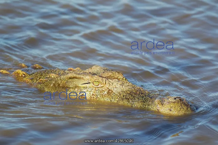 : Nile Crocodile : Nile Crocodile