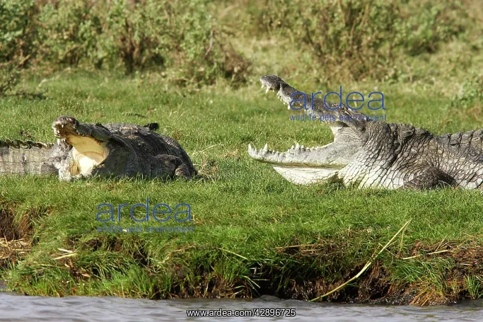 : Nile Crocodile : Nile Crocodile