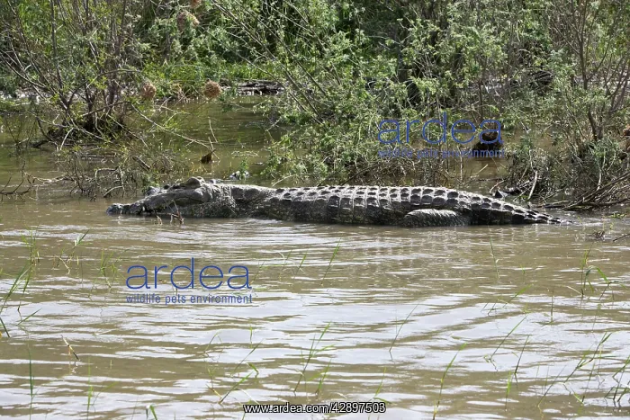 : Nile Crocodile : Nile Crocodile