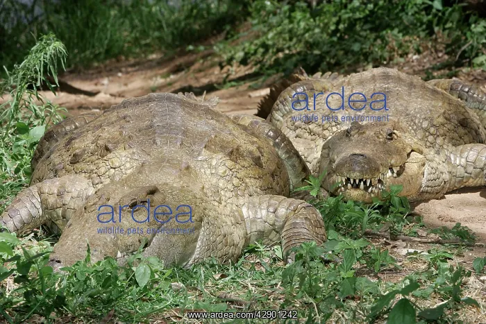 : Nile Crocodile - two : Nile Crocodile - two