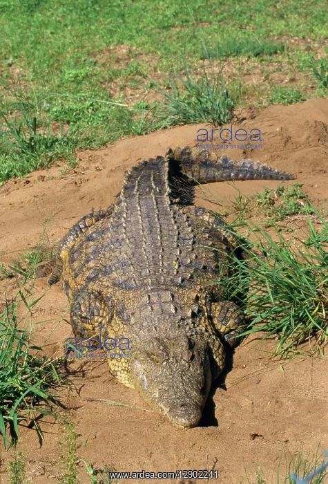 : NILE CROCODILE : NILE CROCODILE