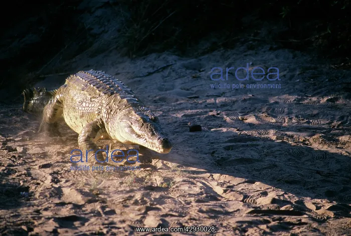 : Nile Crocodile : Nile Crocodile