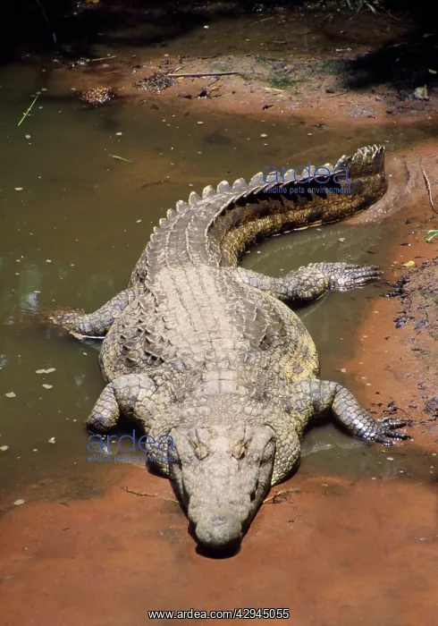 : Nile Crocodile : Nile Crocodile