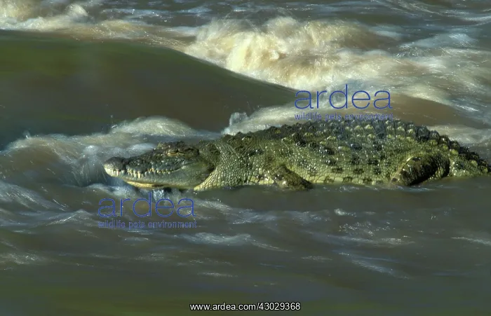 : Nile crocodile : Nile crocodile