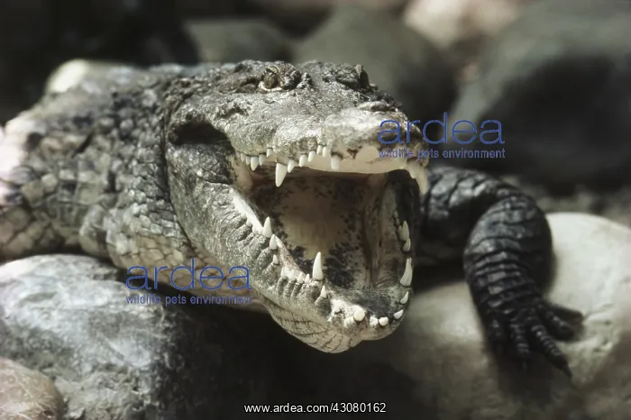 : Nile Crocodile : Nile Crocodile