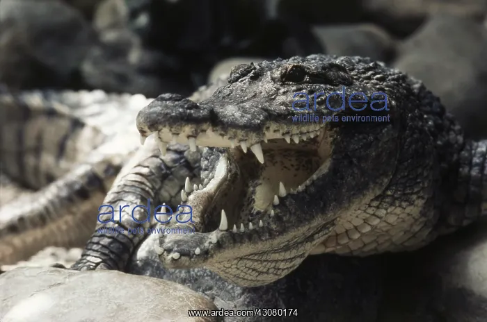 : Nile Crocodile : Nile Crocodile