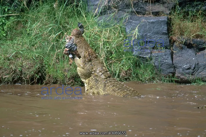 : Nile Crocodile : Nile Crocodile