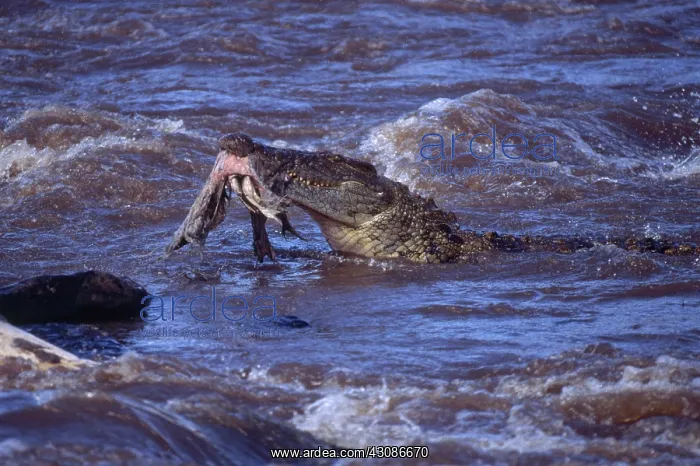 : Nile Crocodile : Nile Crocodile