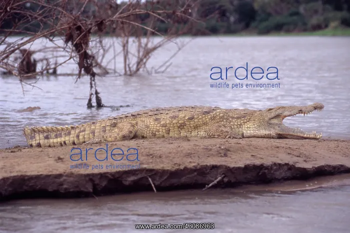 : Nile Crocodile : Nile Crocodile