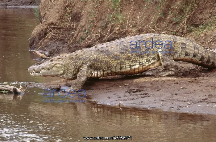 : Nile Crocodile : Nile Crocodile