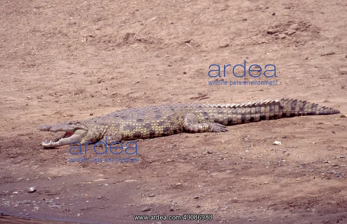 : Nile Crocodile : Nile Crocodile