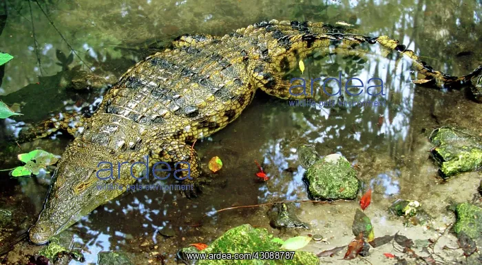 : Nile Crocodile : Nile Crocodile