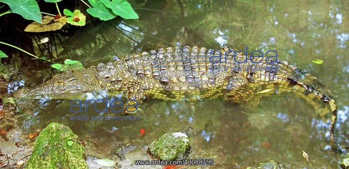 : Nile Crocodile : Nile Crocodile