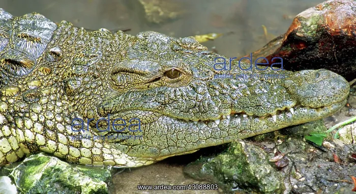 : Nile Crocodile : Nile Crocodile