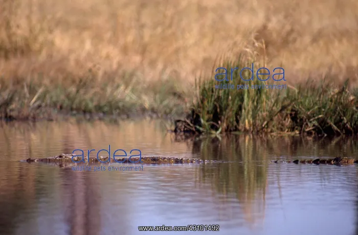 : Nile Crocodile : Nile Crocodile