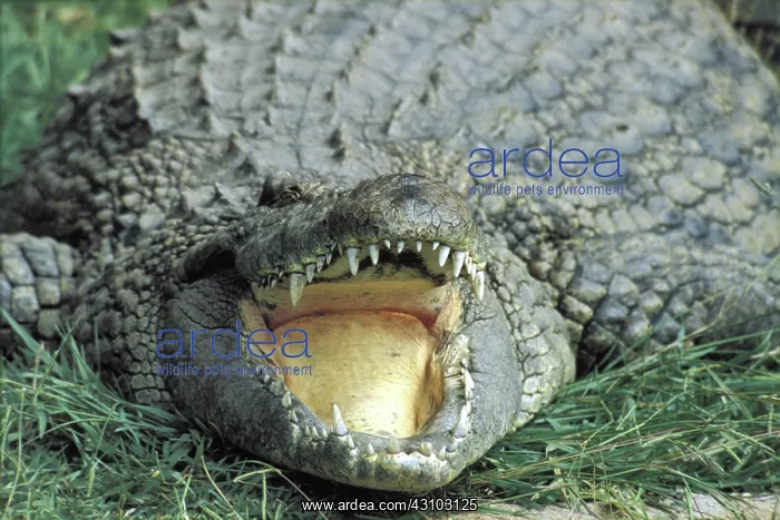 : Nile Crocodile : Nile Crocodile