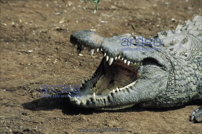 : Nile Crocodile : Nile Crocodile