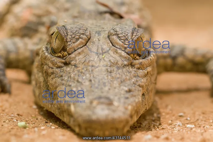 : Nile Crocodile : Nile Crocodile