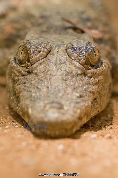 : Nile Crocodile : Nile Crocodile