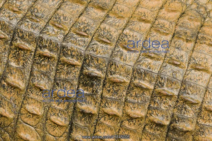 : Nile Crocodile : Nile Crocodile