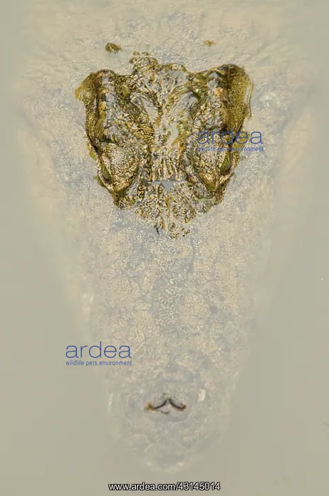 : Nile Crocodile : Nile Crocodile
