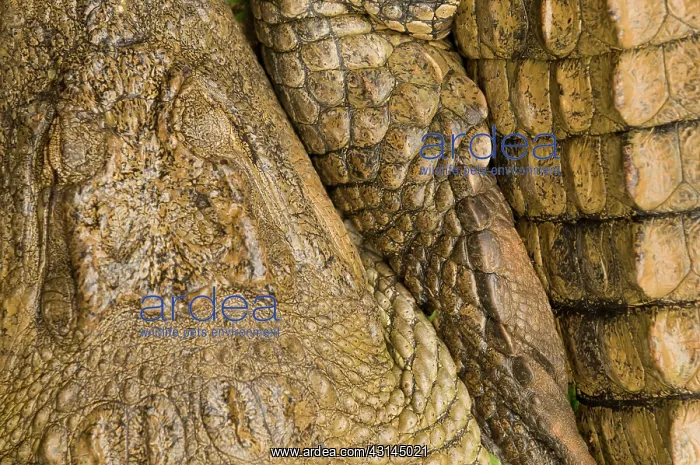 : Nile Crocodile : Nile Crocodile