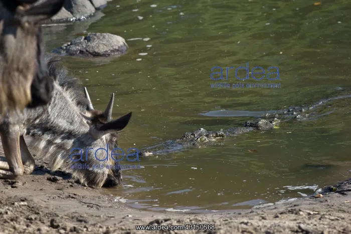 : Nile Crocodile : Nile Crocodile