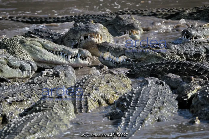 : Nile Crocodile : Nile Crocodile