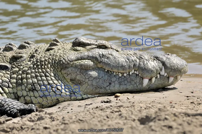 : Nile Crocodile : Nile Crocodile