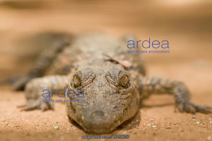 : Nile Crocodile : Nile Crocodile