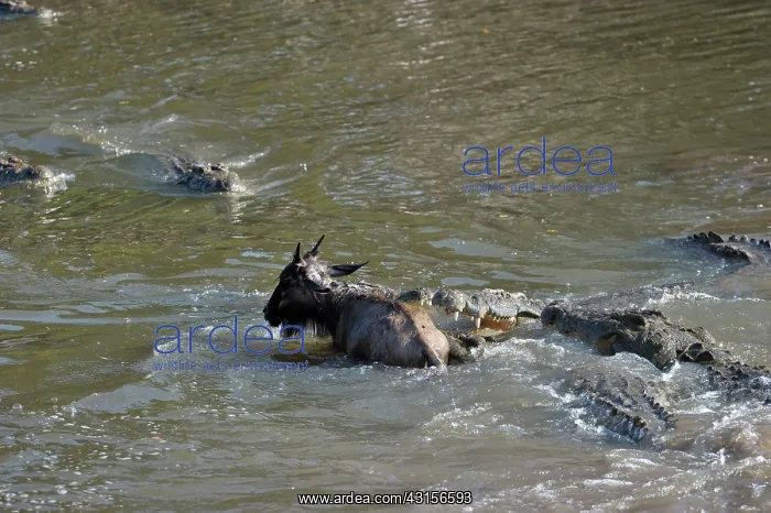 : Nile Crocodile : Nile Crocodile