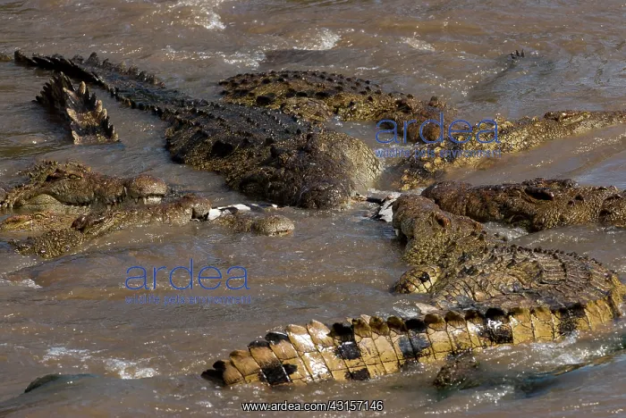 : Nile Crocodile : Nile Crocodile