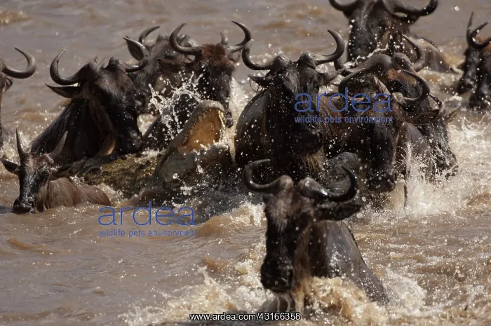 : Nile Crocodile : Nile Crocodile