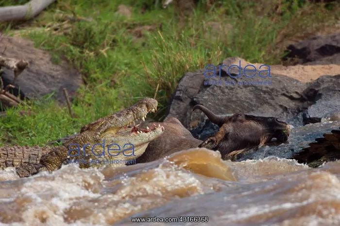  : Nile Crocodile