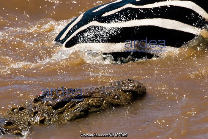 : Nile Crocodile : Nile Crocodile