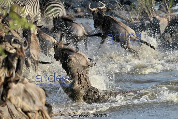 : Nile Crocodile : Nile Crocodile