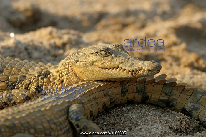 : Nile Crocodile : Nile Crocodile