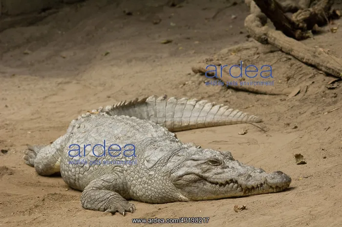 : Nile Crocodile : Nile Crocodile