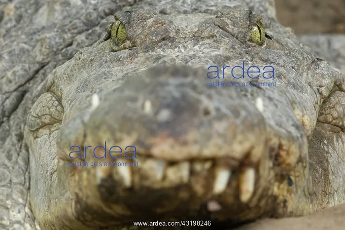 : Nile Crocodile : Nile Crocodile