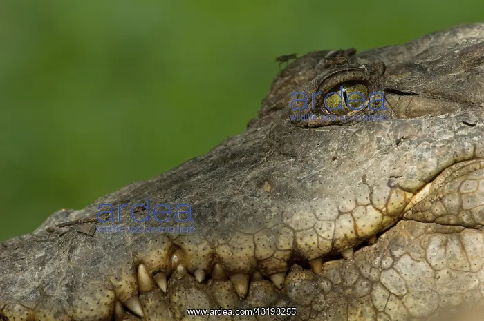 : Nile Crocodile : Nile Crocodile