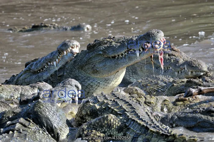 : Nile Crocodile : Nile Crocodile